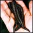 Leeches are playing a vital role in saving limbs after reconstructive surgery